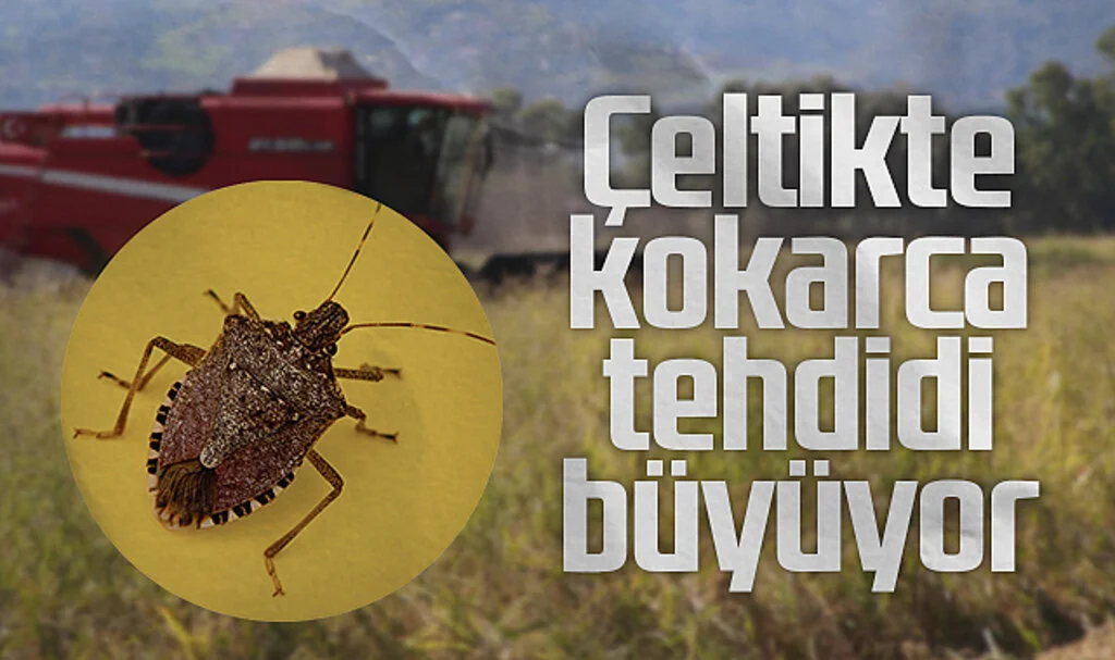 Samsun’da Çeltik Üreticileri Kahverengi Kokarca Endişesi Yaşıyor