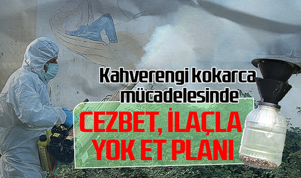 Samsun'da Feromon Tuzaklarla Kahverengi Kokarca Mücadelesi