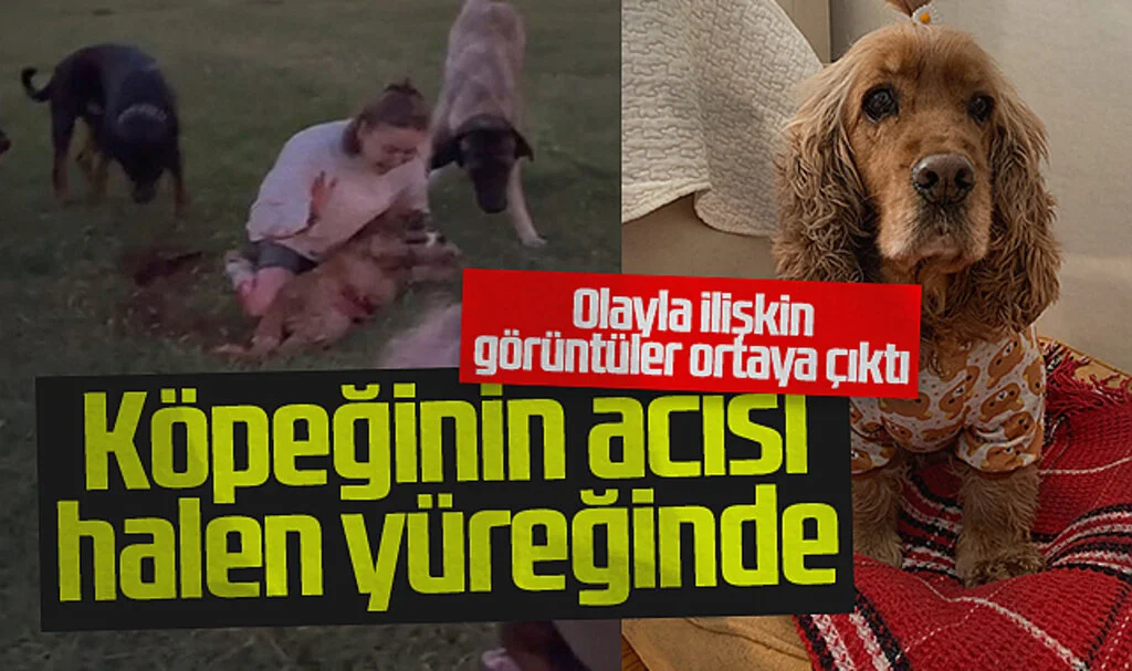 Samsun'da 'Lily'nin öldüğü, sahibinin yaralandığı saldırının görüntüleri ortaya çıktı