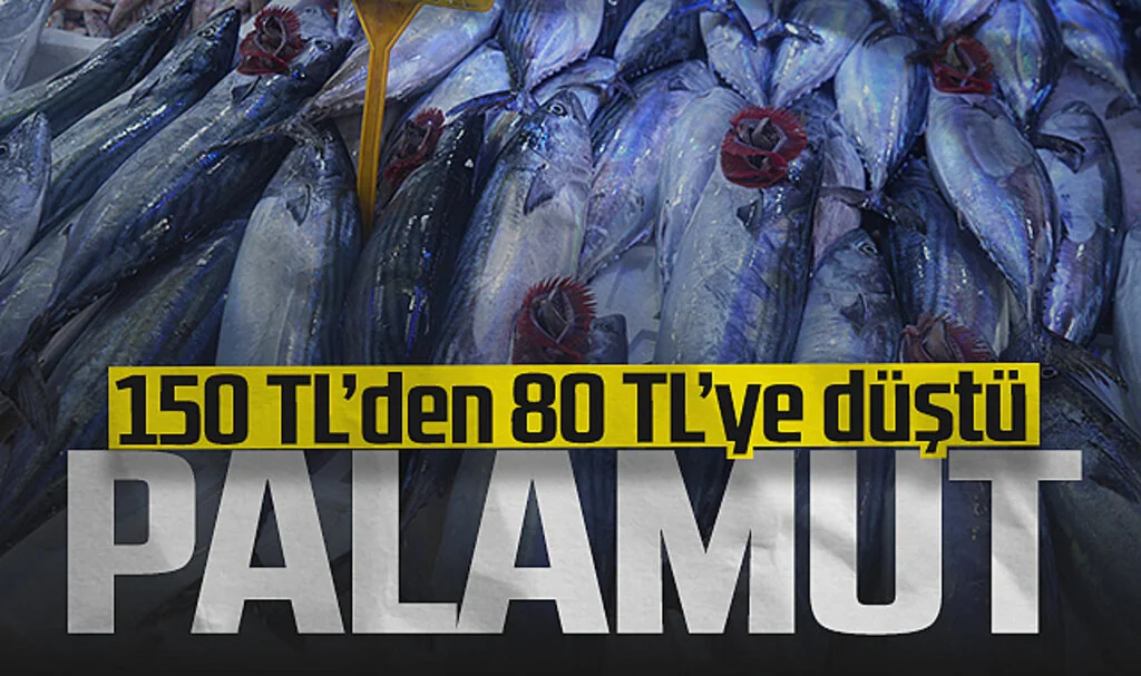 Samsun'da Palamut Fiyatları Düştü: Tanesi 80 TL