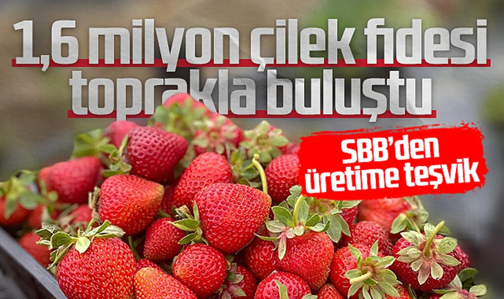SBB'den Üretime Teşvik: 1,6 milyon çilek fidesi toprakla buluştu