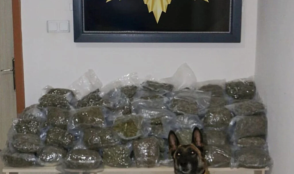 Tokat'ta Tırda 73 Kilo Skunk Yakalandı