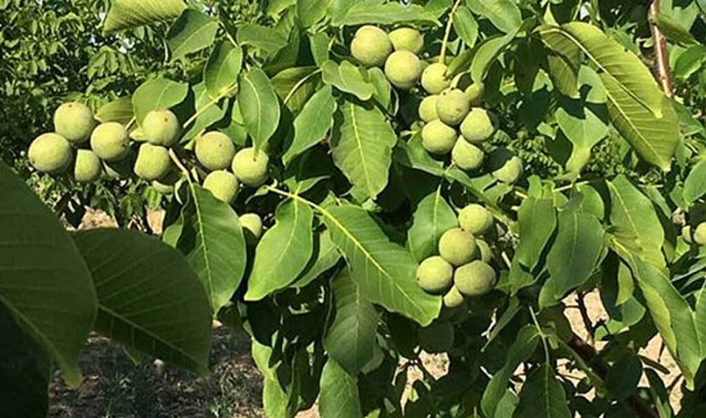 Aşılı Ceviz Fidanı ile Verimli Bahçeler Kurun