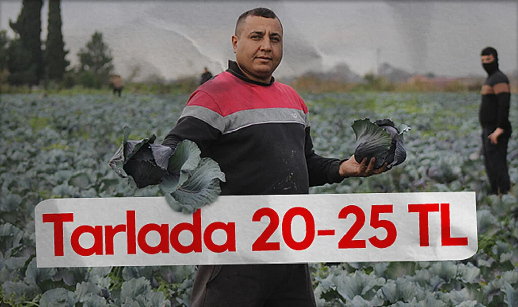 Bafra'da Kırmızı Lahana Hasadı Devam Ediyor