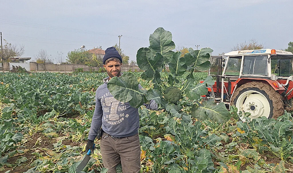 Bafra Ovası Brokoli Fiyatlarıyla Dikkat Çekiyor