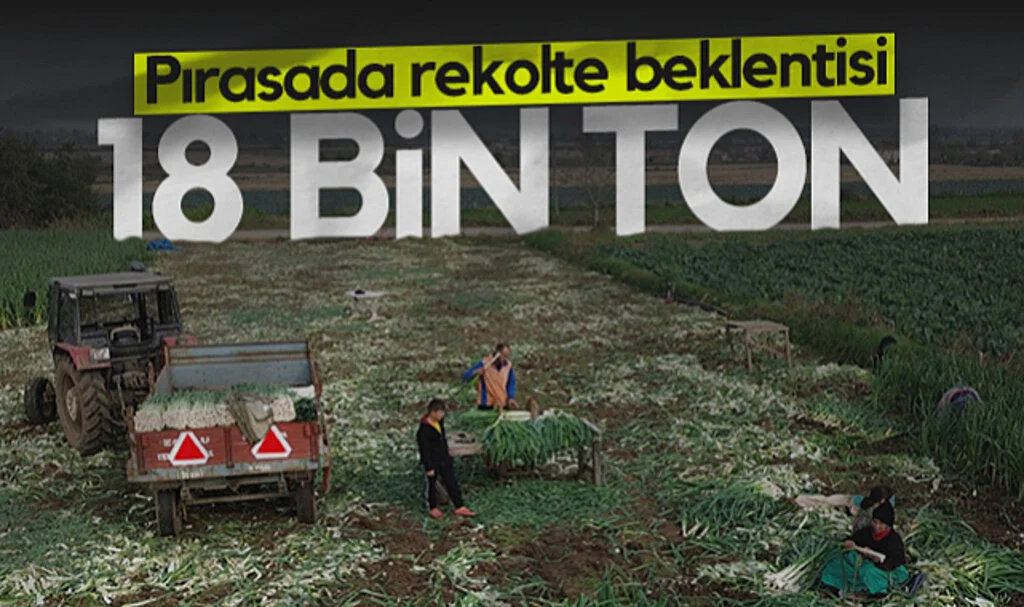 Bafra Ovası'nda Pırasada Rekolte Beklentisi 18 Bin Ton