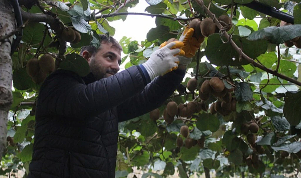 Çarşamba Ovası’nda Kivi Hasadı Başladı