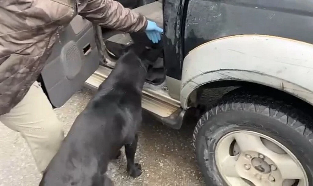Dedektör Köpek Tony’den Büyük Başarı