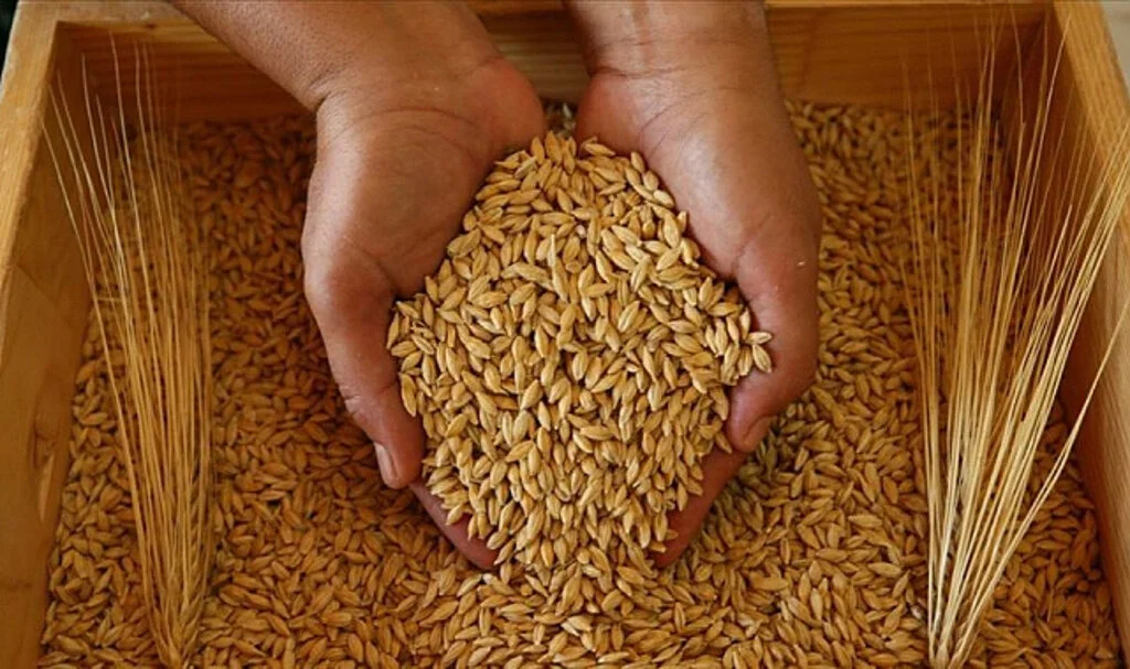 Hayvancılık İçin Vadeli Arpa ve Yulaf Satışına Başlanıyor