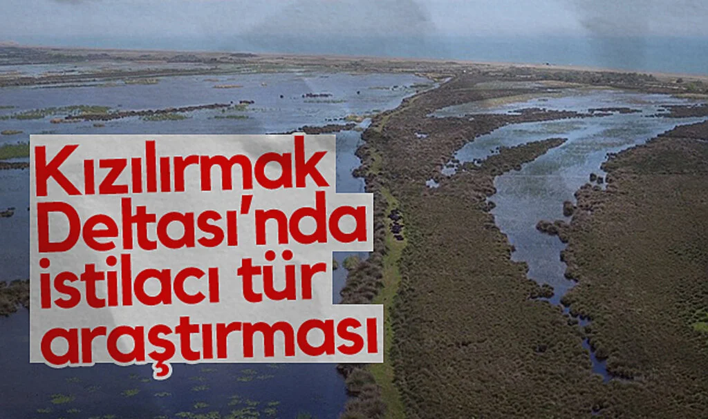 Kızılırmak Deltası’nda İstilacı Türler Araştırılıyor