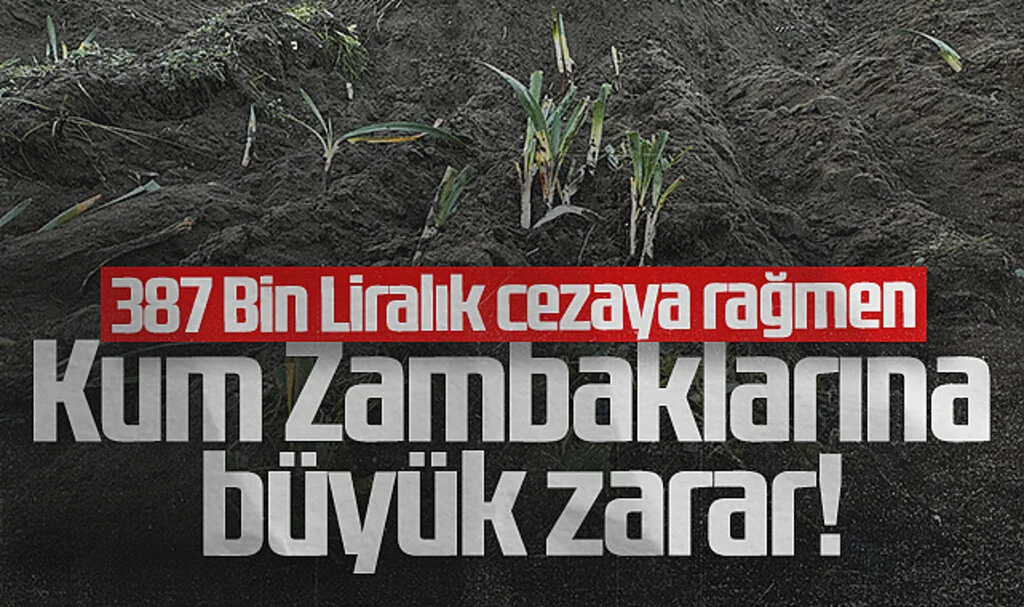 Koruma Altındaki Kum Zambaklarına İş Makinesiyle Zarar Verildi