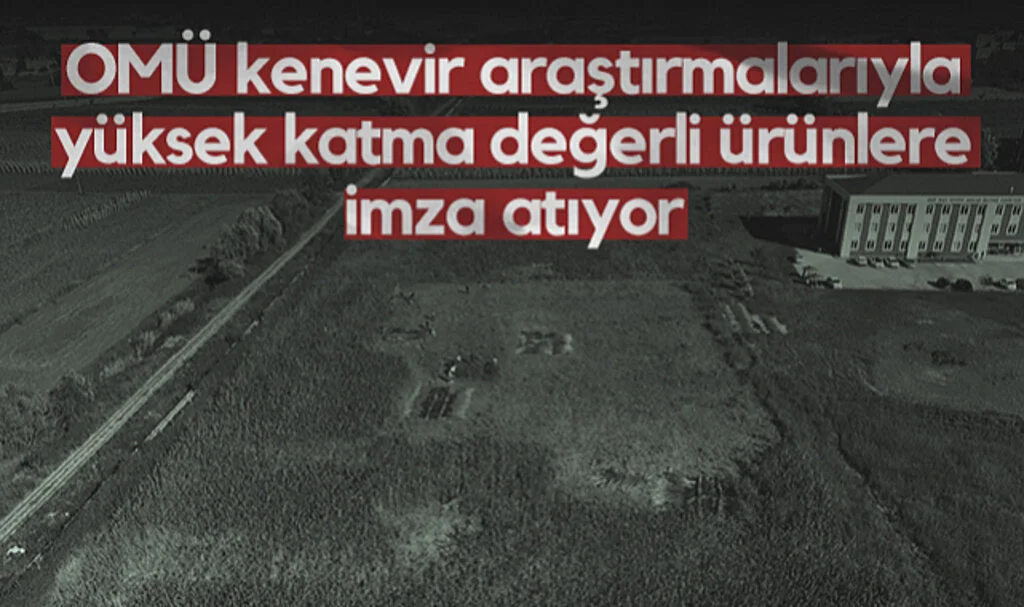 OMÜ Kenevir Araştırmalarıyla Yüksek Katma Değerli Ürünlere İmza Atıyor
