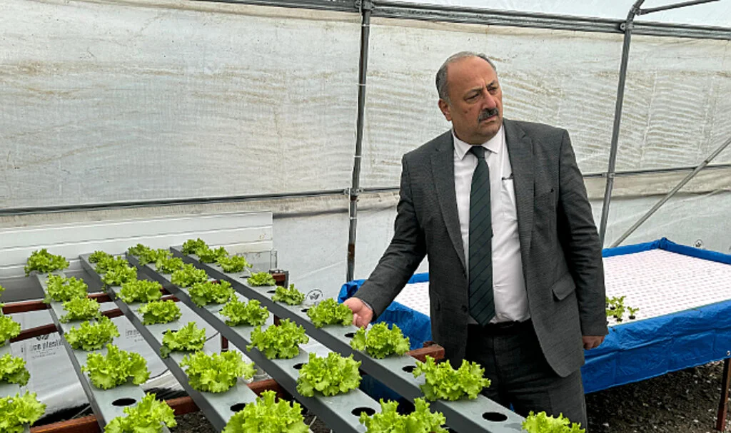 Salıpazarı Belediyesi marul üretti