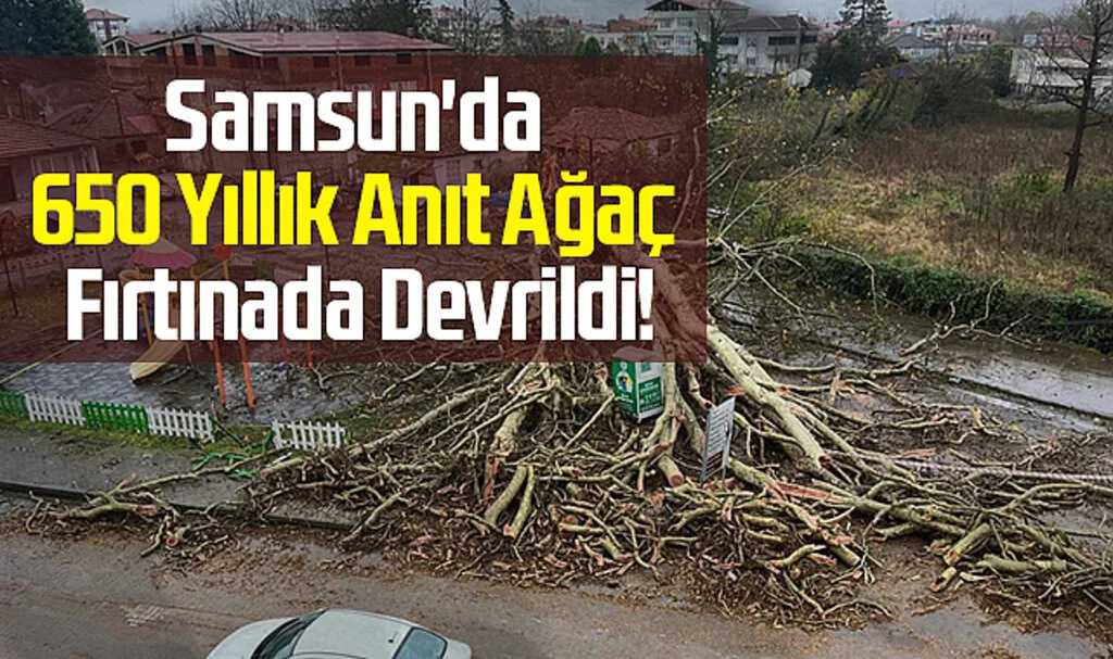Samsun'da 650 Yıllık Anıt Ağaç Fırtınada Devrildi!
