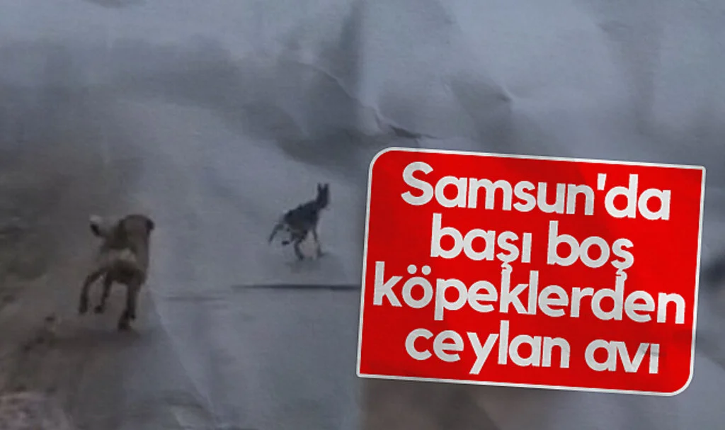 Samsun'da başı boş köpeklerden ceylan avı