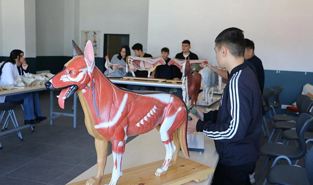 Samsun'da Liseliler, Hayvan Sağlığı Eğitiminde Maketlerle Deneyim Kazanıyor