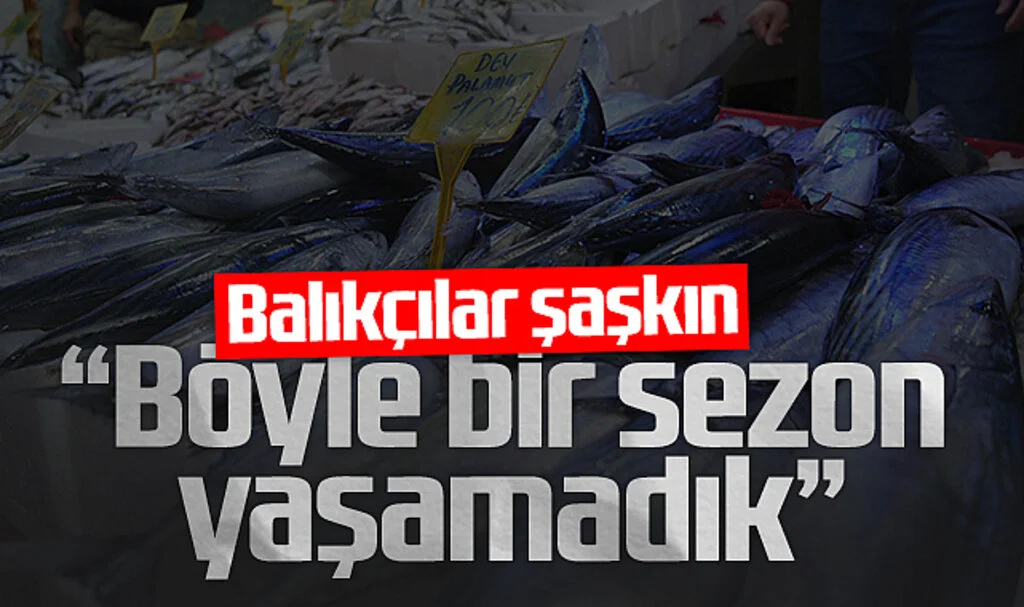 Samsun'da Palamut Bolluğu Sürüyor: Balıkçılar Şaşkın