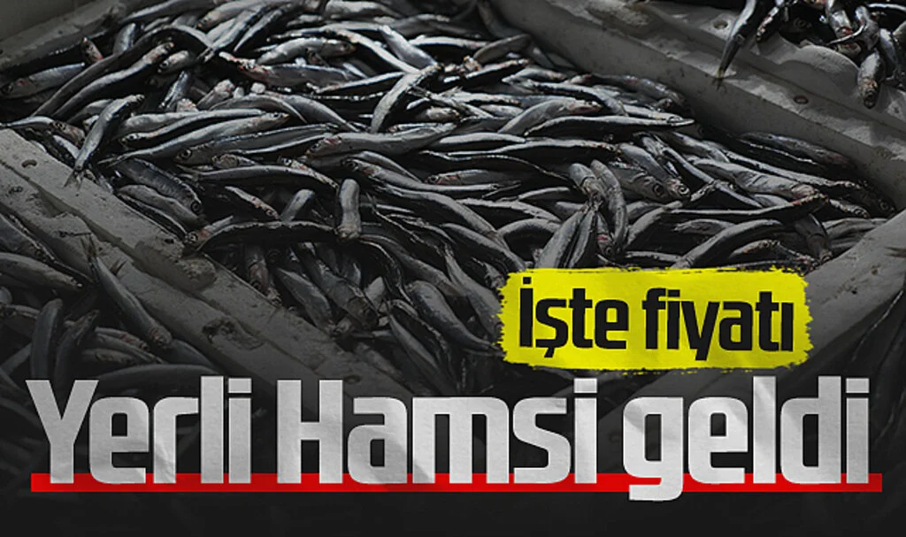 Samsun'da sezonun ilk yerli hamsileri tezgahlarda