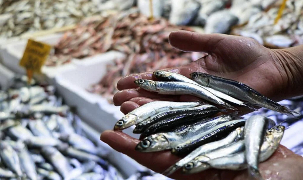 Samsun’dan 62,4 Milyon Dolarlık Hayvansal Ürün İhracatı