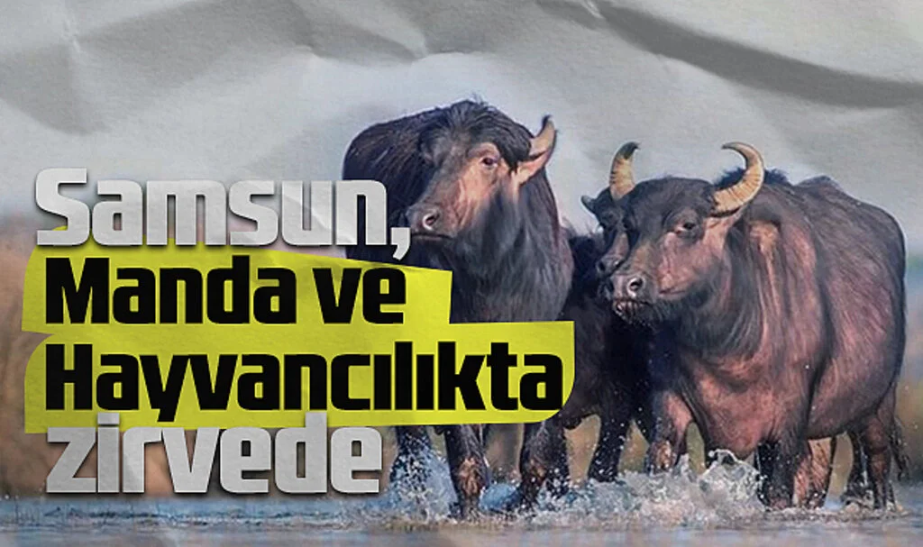 Samsun, Manda ve Hayvancılıkta Zirvede