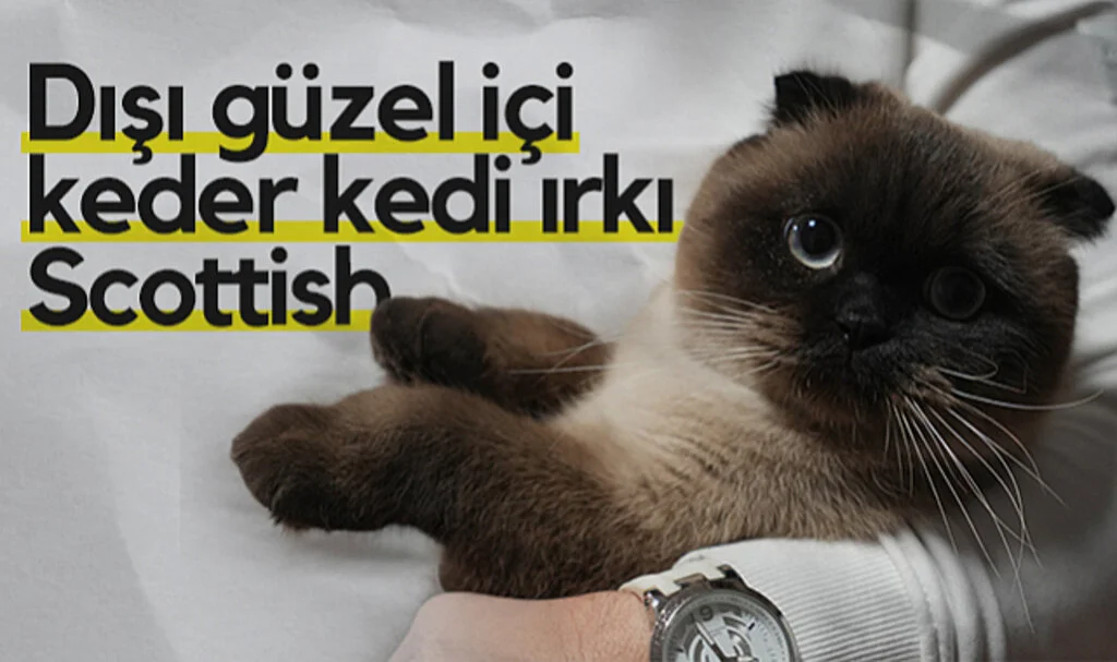 Scottish Kedilere Sahiplenme Uyarısı: "Bu Irklar Genetik Hasta"