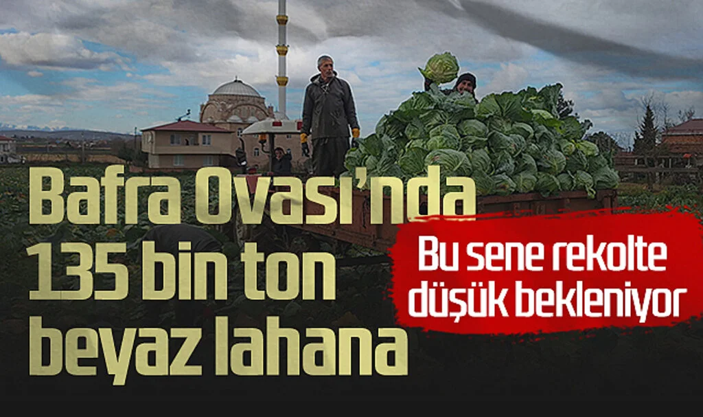 Bafra Ovası'nda 135 Bin Ton Beyaz Lahana Bekleniyor