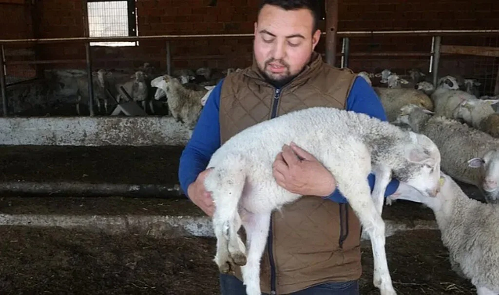 Çanakkale’de 5 Ayaklı Kuzu Şaşkınlık Yarattı