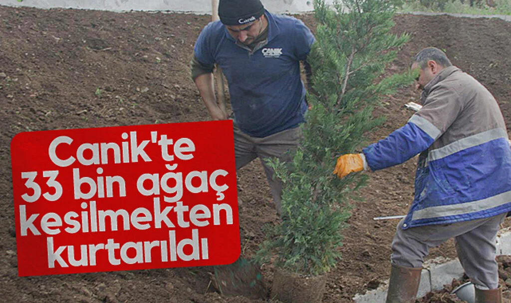 Canik'te 33 bin 668 ağaç kesilmekten kurtarıldı