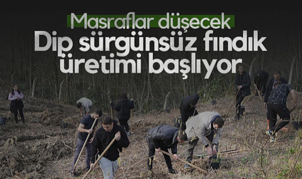 Dip Sürgünsüz Fındık Üretimi Başlıyor! Masraflar Düşecek...