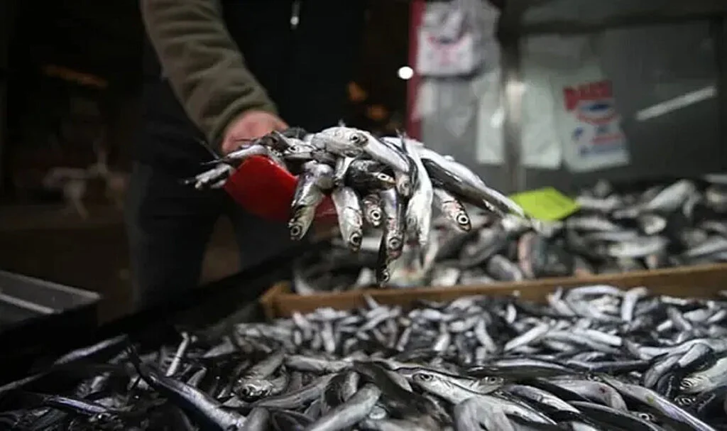 Hamsiler 'boy'a takıldı