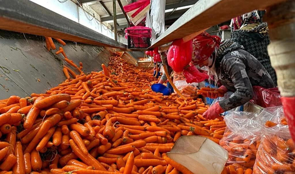 Havuç Üreticisinin İsyanı: "25 Lira Maliyet, 8 Liraya Satış"