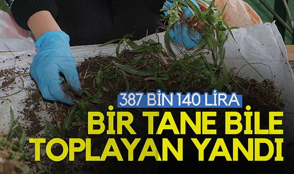 Kaçak Toplayan Yandı: Cezası 387 bin 140 lira