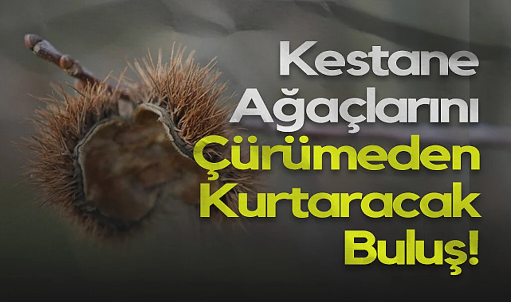 Kestane Ağaçlarını Çürümeden Kurtaracak Buluş!