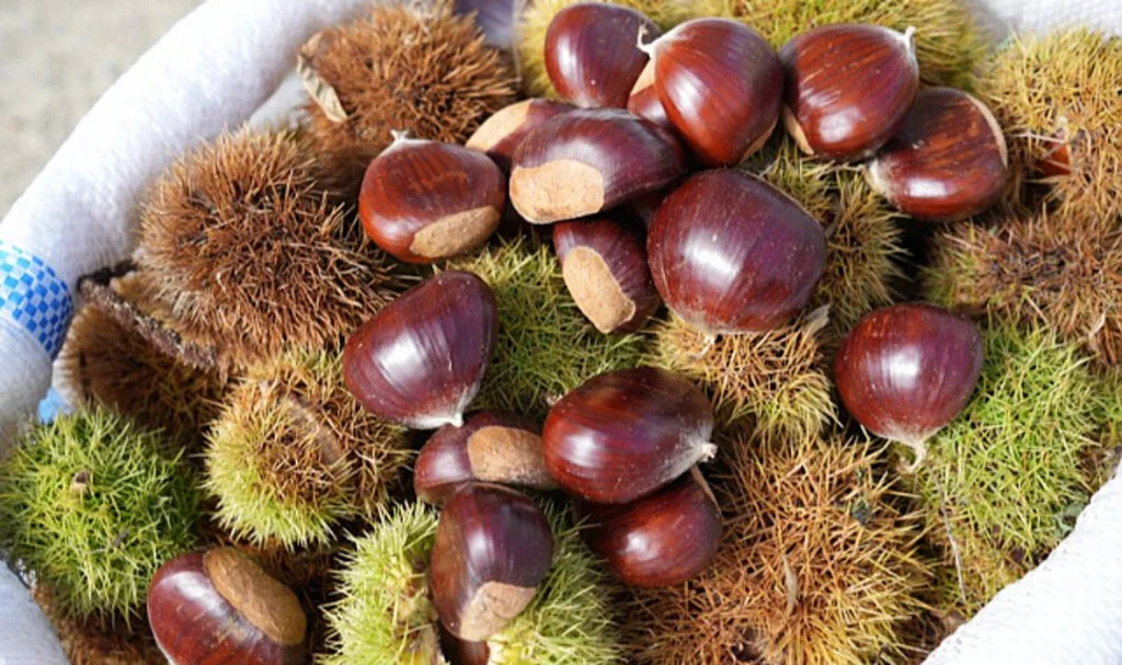 Marsol Anacı ile Garantili Kestane Üretimi Samsun’da Başladı