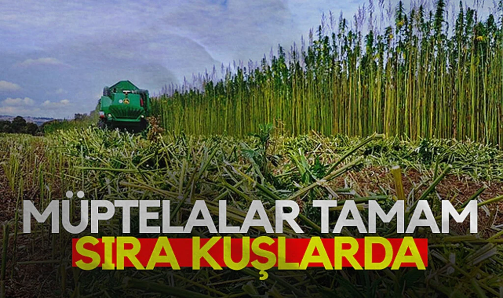 Müptelalar tamam sıra kuşlarda