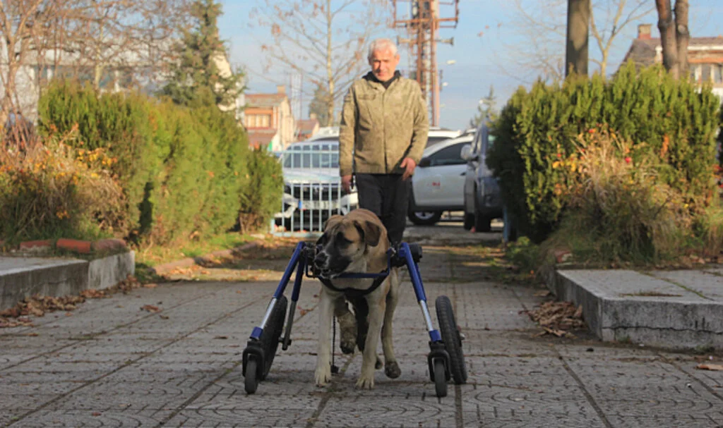 Oto Tamircisinin Sevgi Dolu Mücadelesi: Yaralı Köpeğine Yürüteçle Hayat Verdi
