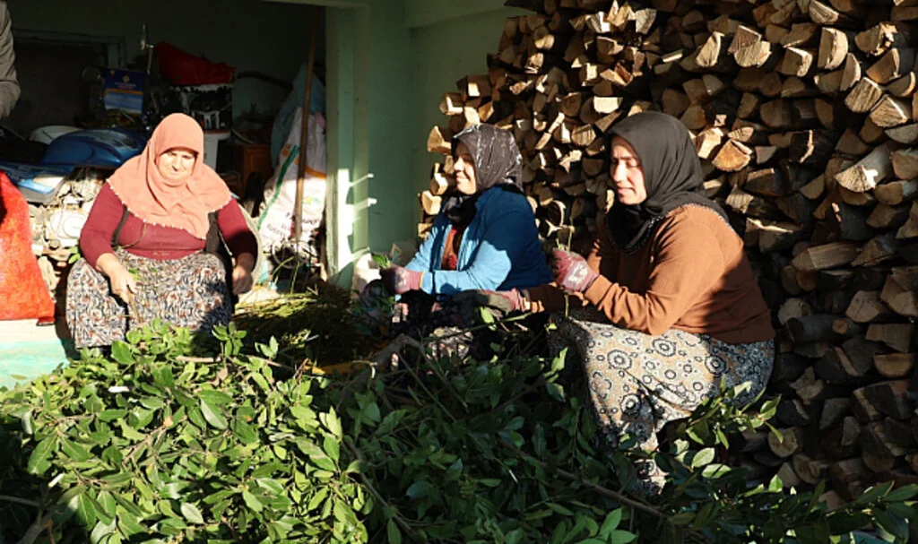 Samsun'da Defne Yaprağı Üretimi Gelir Kaynağı Oldu