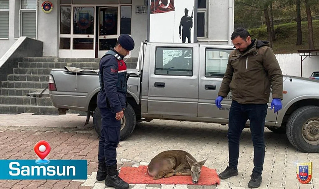 Samsun’da Jandarma Yaralı Karacayı Kurtardı