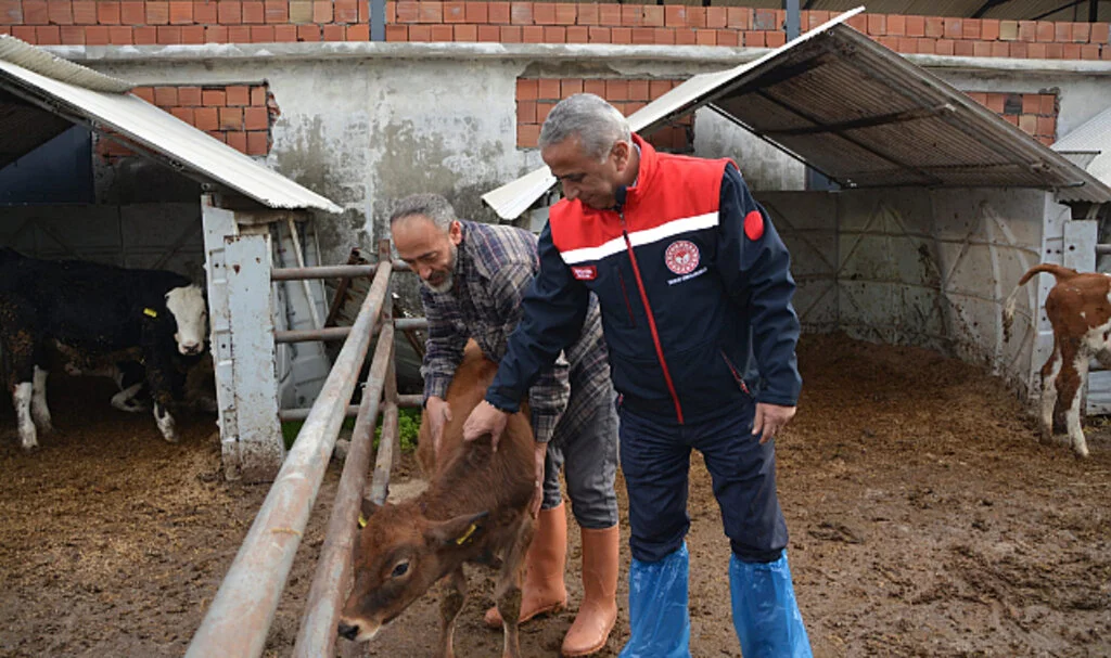Samsun’da Jersey Projesi Süt Üretimini Artırdı