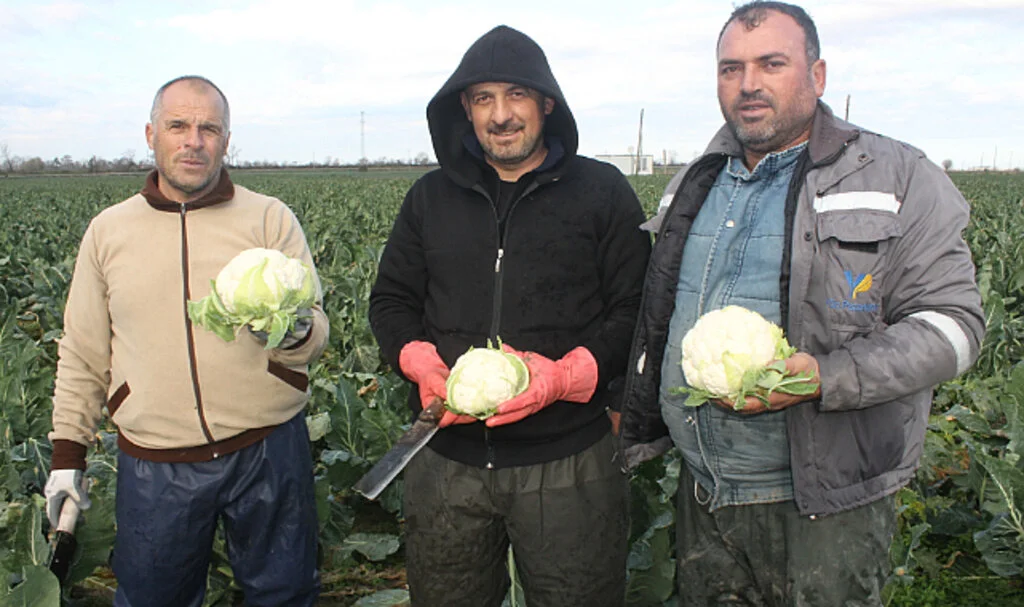 Tarladan Sofraya Karnabahar Fiyatlarında Yüzde 100 Artış