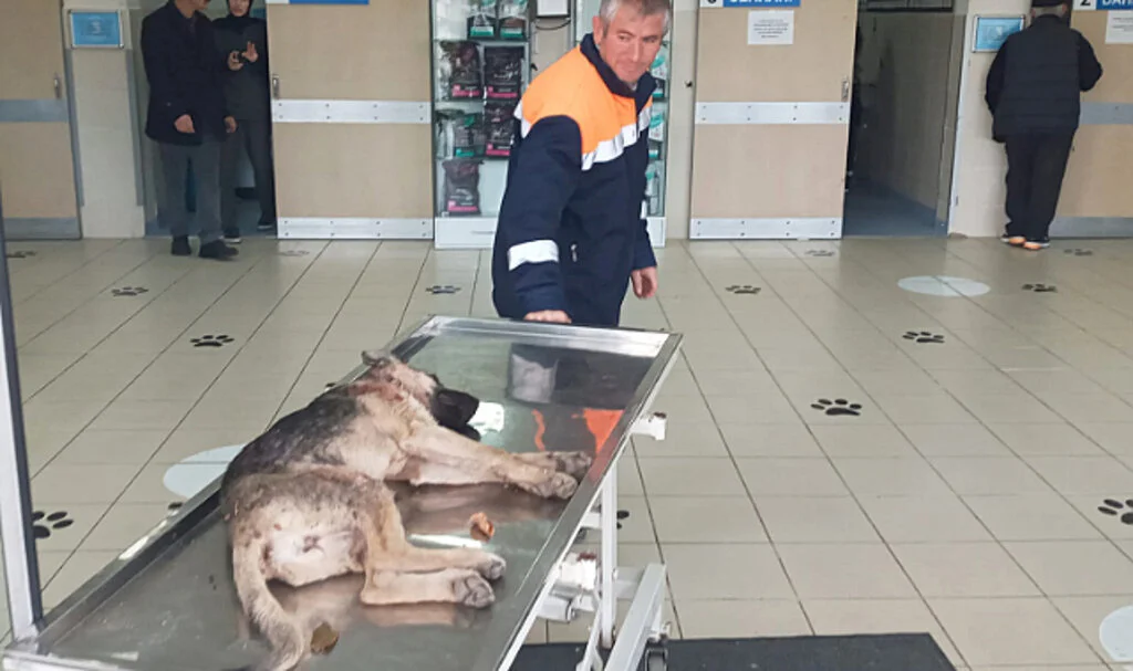 Yakakent Belediyesi İşçileri Yaralı Köpeği Kurtardı