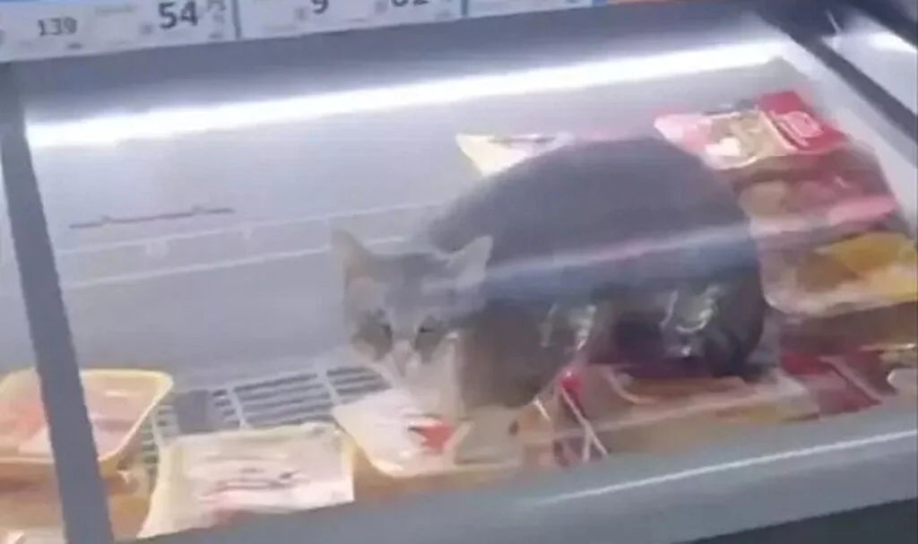 Zincir Markette Skandal: Kedi Et Dolabında Tavukları Yedi