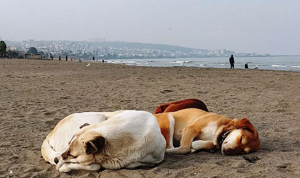 2024’te Samsun’da Hayvan Kimliklendirme Çalışmaları
