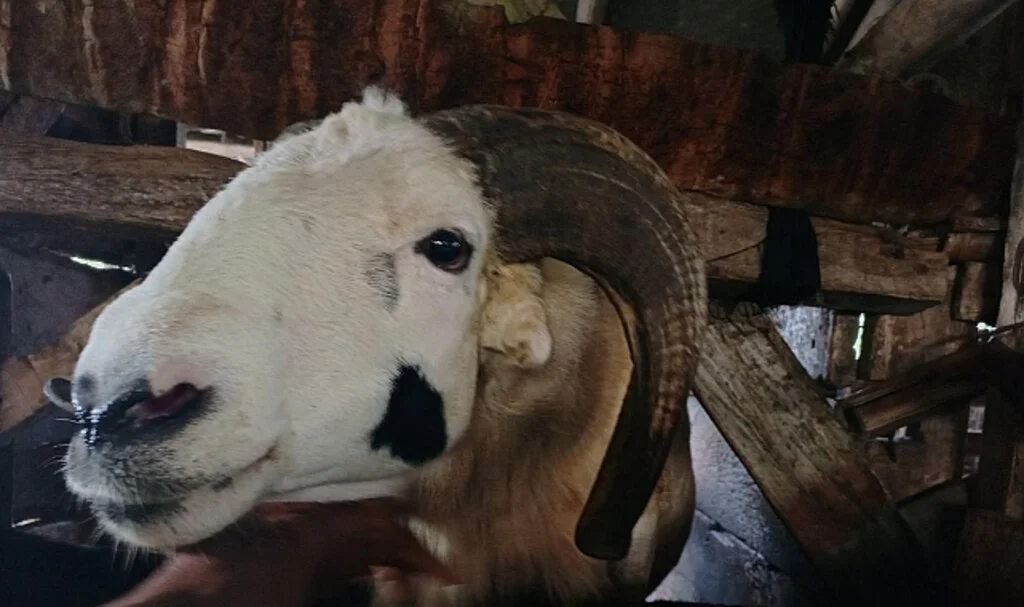 Afrika'da Kurban Bağışının Hayati Rolü