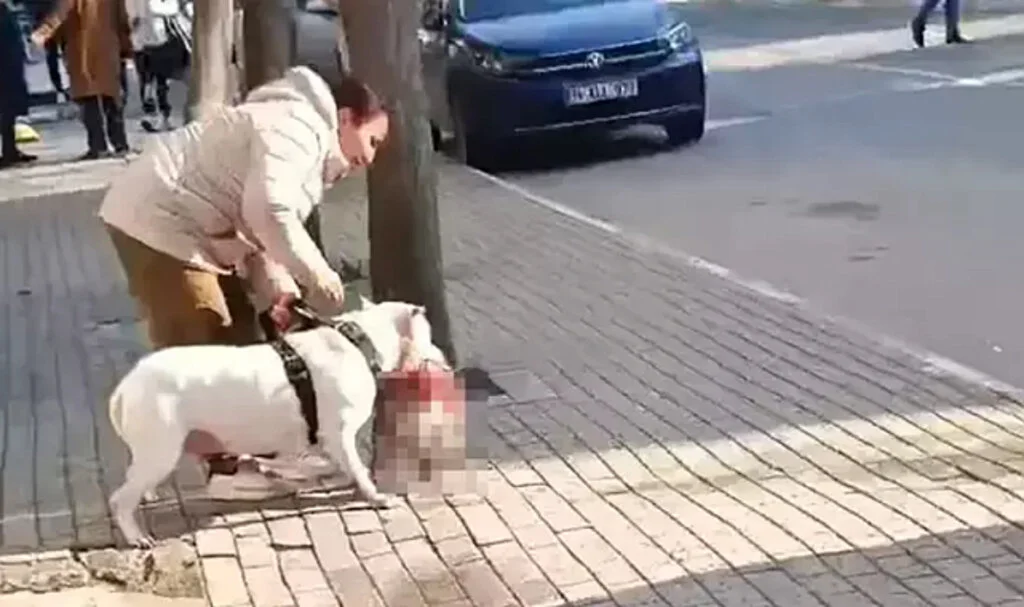 Avcılar'da sokak kedisini öldüren yasaklı ırk köpeğin sahibi yakalandı