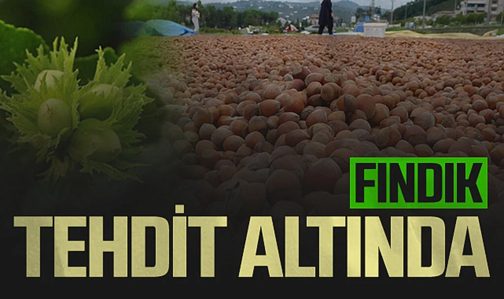 Fındık tehdit altında