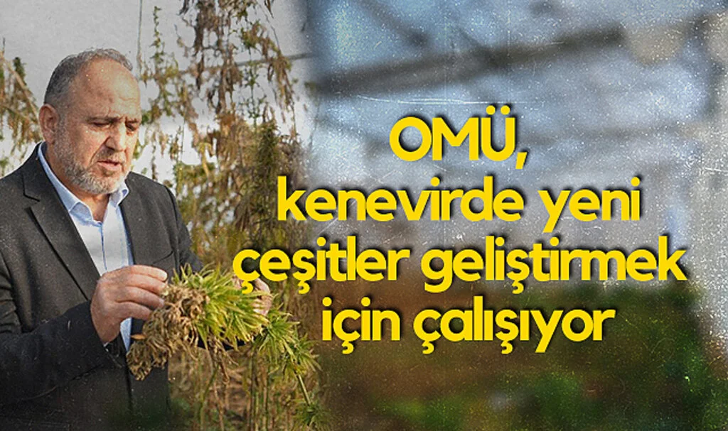 OMÜ, Kenevirde Yeni Çeşitler Geliştirmek İçin Çalışıyor