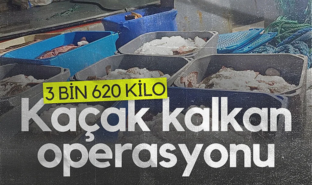 Samsun'da kaçak kalkan operasyonu: 3 bin 620 kilo kaçak avlanan kalkan ele geçirildi...