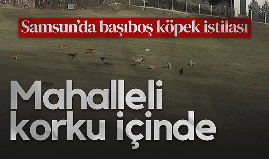 Samsun'da Başıboş Köpek Sorunu Mahalleliyi Tedirgin Ediyor