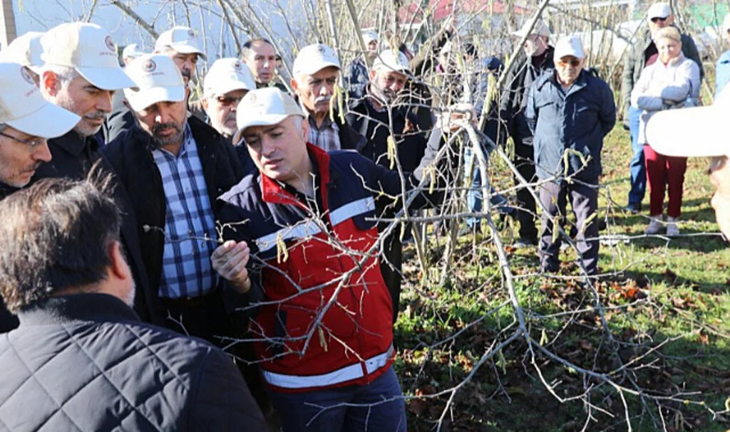 Samsun'da Fındık Budama Yarışması Heyecanı